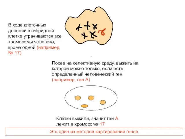 В ходе клеточных делений в гибридной клетке утрачиваются все хромосомы человека,