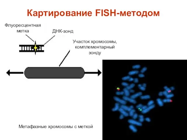 Картирование FISH-методом Флуоресцентная метка ДНК-зонд Участок хромосомы, комплементарный зонду Метафазные хромосомы с меткой