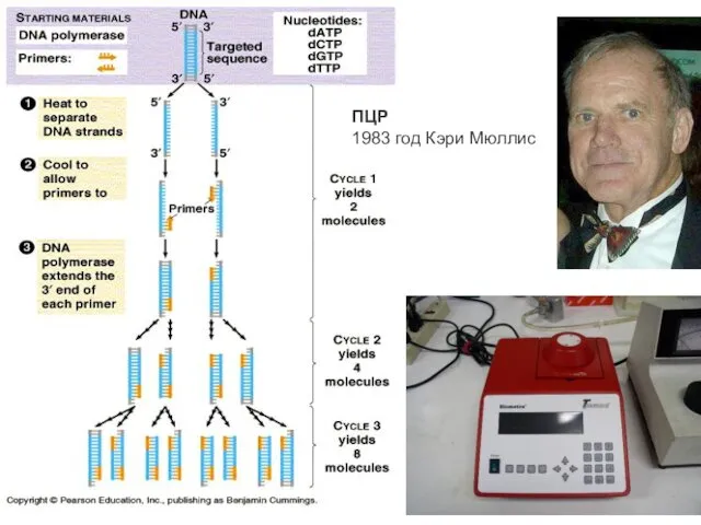 ПЦР 1983 год Кэри Мюллис