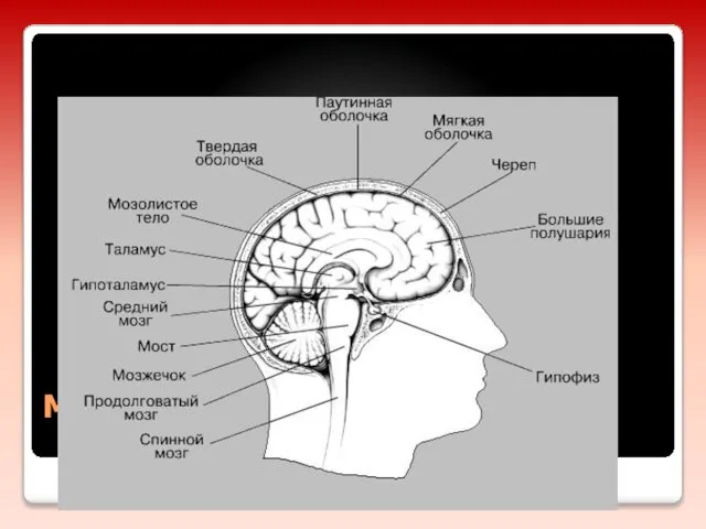 МОЗГ ЧЕЛОВЕКА