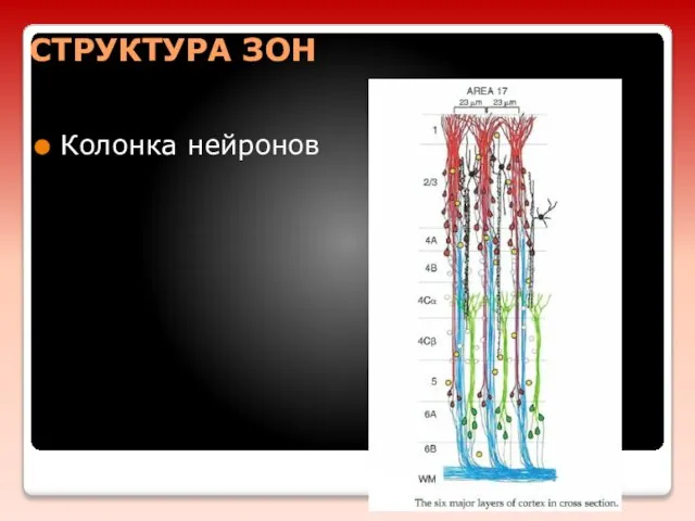 СТРУКТУРА ЗОН Колонка нейронов