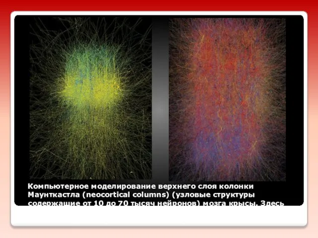 Компьютерное моделирование верхнего слоя колонки Маунткастла (neocortical columns) (узловые структуры содержащие