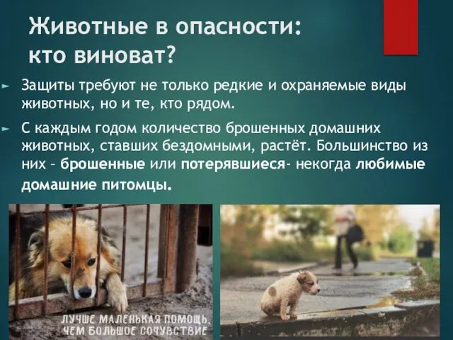 Животные в опасности: кто виноват? Защиты требуют не только редкие и