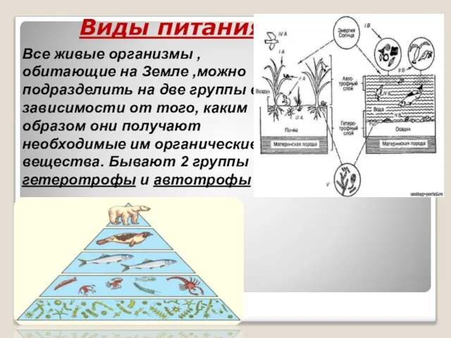 Виды питания. Все живые организмы , обитающие на Земле ,можно подразделить