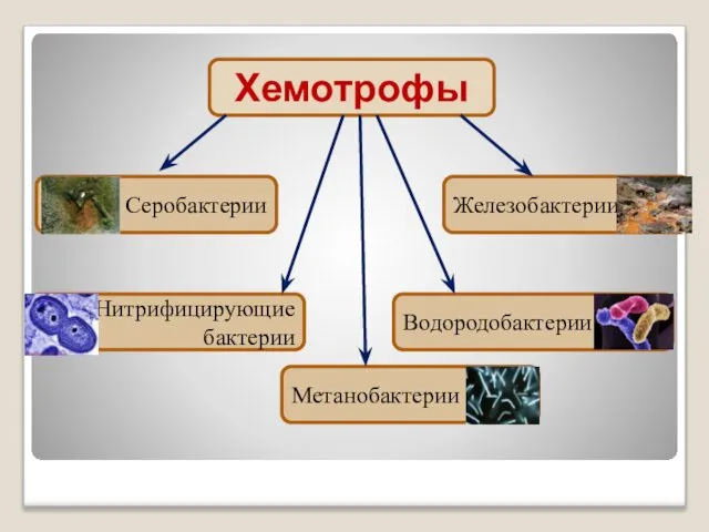 Хемотрофы Серобактерии Железобактерии Нитрифицирующие бактерии Водородобактерии Метанобактерии