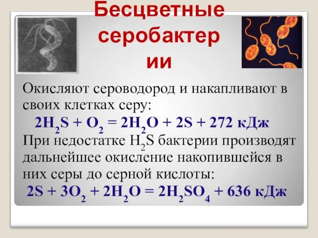 Бесцветные серобактерии Окисляют сероводород и накапливают в своих клетках серу: 2H2S