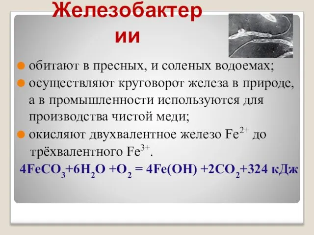 Железобактерии обитают в пресных, и соленых водоемах; осуществляют круговорот железа в