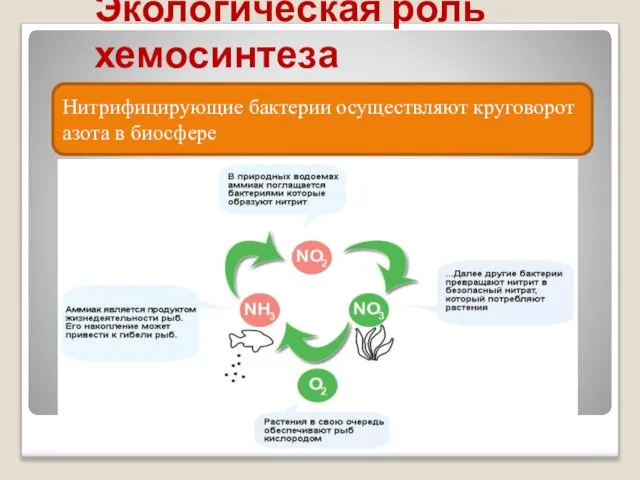 Экологическая роль хемосинтеза Нитрифицирующие бактерии осуществляют круговорот азота в биосфере