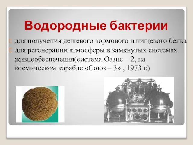 Водородные бактерии для получения дешевого кормового и пищевого белка для регенерации