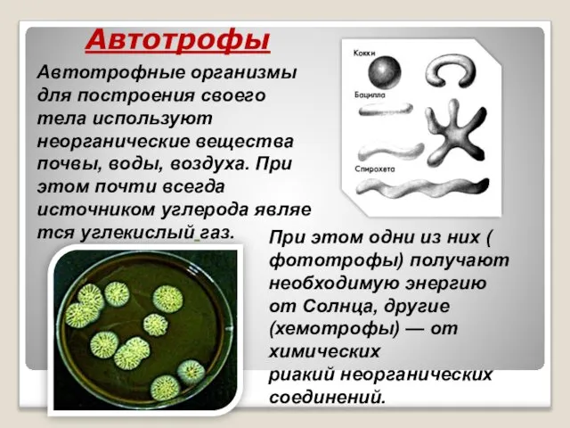 Автотрофы Автотрофные организмы для построения своего тела используют неорганические вещества почвы,