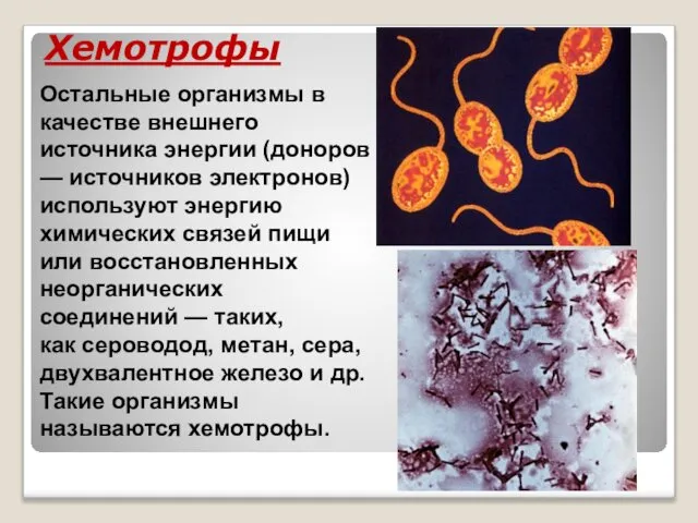 Хемотрофы Остальные организмы в качестве внешнего источника энергии (доноров — источников