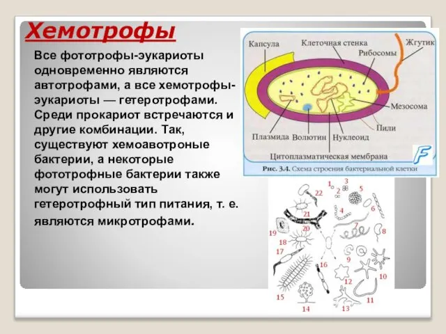 Хемотрофы Все фототрофы-эукариоты одновременно являются автотрофами, а все хемотрофы-эукариоты — гетеротрофами.