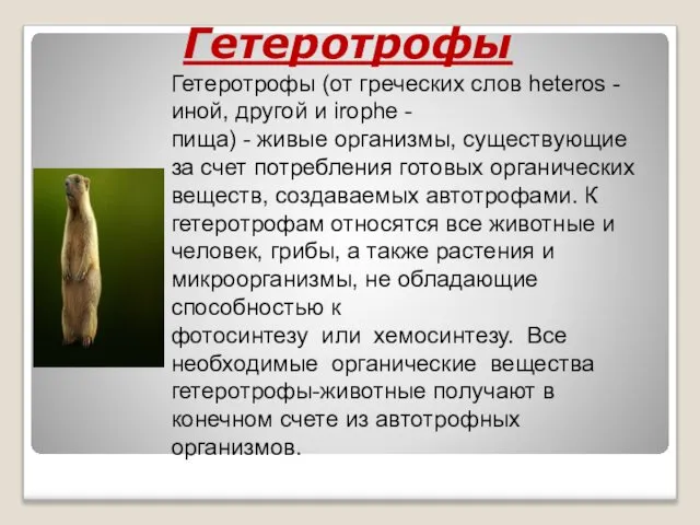 Гетеротрофы Гетеротрофы (от греческих слов heteros - иной, другой и irophe