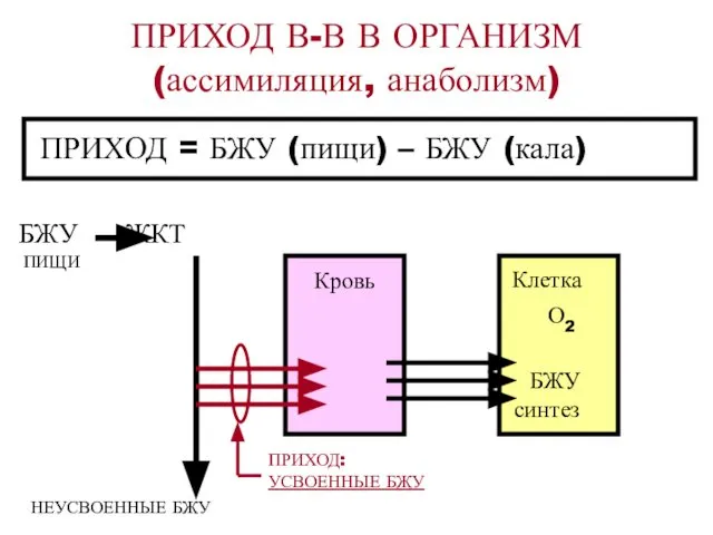 ПРИХОД В-В В ОРГАНИЗМ (ассимиляция, анаболизм) ПРИХОД = БЖУ (пищи) –