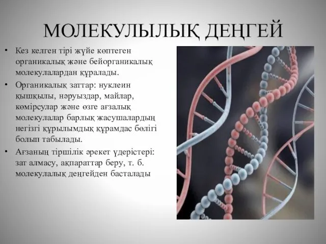 МОЛЕКУЛЫЛЫҚ ДЕҢГЕЙ Кез келген тірі жүйе көптеген органикалық және бейорганикалық молекулалардан