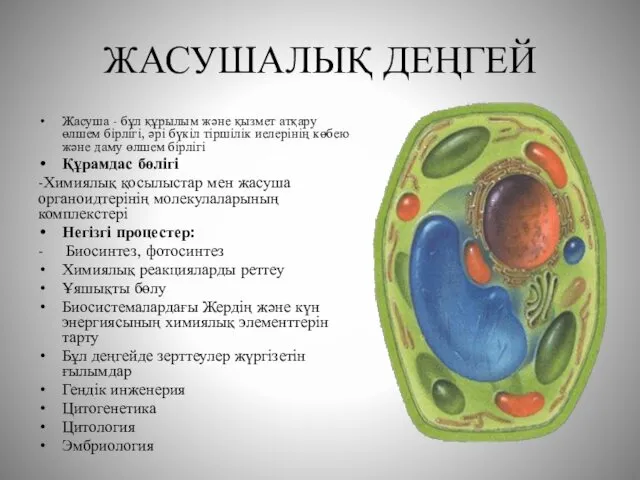 ЖАСУШАЛЫҚ ДЕҢГЕЙ Жасуша - бұл құрылым және қызмет атқару өлшем бірлігі,