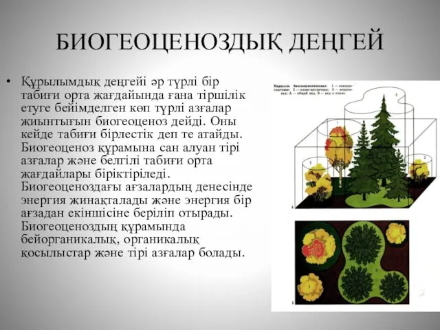 БИОГЕОЦЕНОЗДЫҚ ДЕҢГЕЙ Құрылымдық деңгейі әр түрлі бір табиғи орта жағдайында ғана