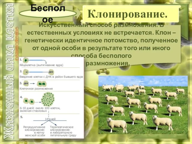 Бесполое Искусственный способ размножения. В естественных условиях не встречается. Клон –