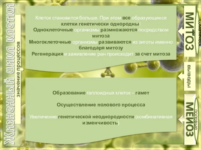 МИТОЗ соматические половые значение процессов Клеток становится больше. При этом все