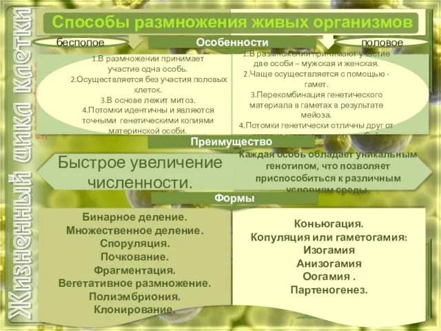 Способы размножения живых организмов Особенности 1.В размножении принимают участие две особи