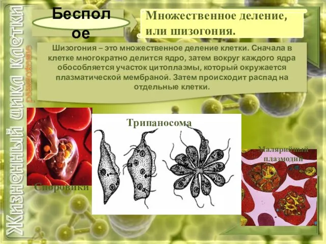 Бесполое Шизогония – это множественное деление клетки. Сначала в клетке многократно