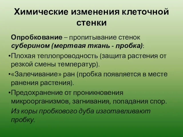 Химические изменения клеточной стенки Опробкование – пропитывание стенок суберином (мертвая ткань