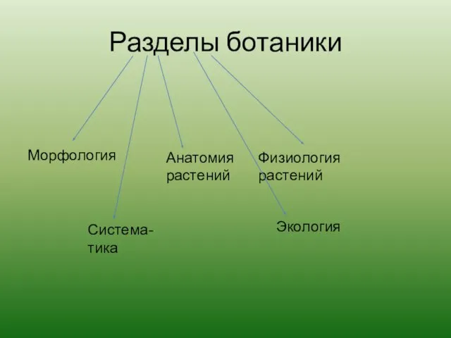 Разделы ботаники Морфология Анатомия растений Физиология растений Система- тика Экология