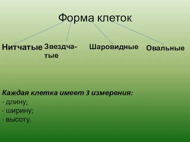 Форма клеток Нитчатые Звездча- тые Шаровидные Овальные Каждая клетка имеет 3