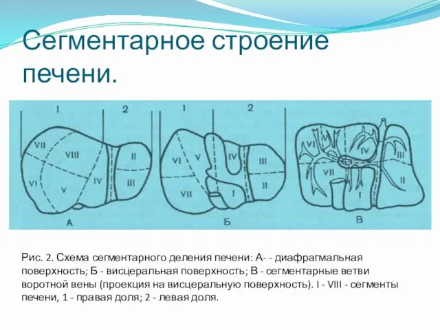 Сегментарное строение печени. Рис. 2. Схема сегментарного деления печени: А- -