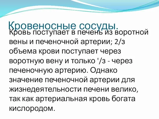 Кровеносные сосуды. Кровь поступает в печень из воротной вены и печеночной