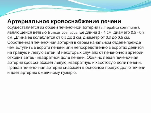 Артериальное кровоснабжение печени осуществляется из общей печеночной артерии (a. hepatica communis),