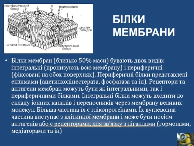 БІЛКИ МЕМБРАНИ Білки мембран (близько 50% маси) бувають двох видів: інтегральні