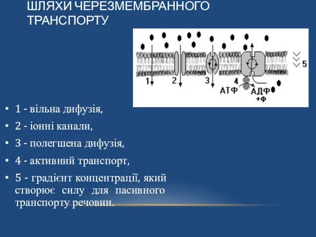 ШЛЯХИ ЧЕРЕЗМЕМБРАННОГО ТРАНСПОРТУ 1 - вільна дифузія, 2 - іонні канали,