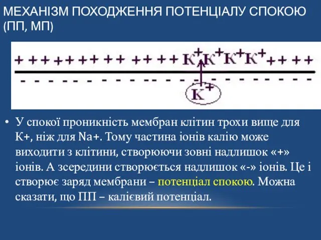 МЕХАНІЗМ ПОХОДЖЕННЯ ПОТЕНЦІАЛУ СПОКОЮ (ПП, МП) У спокої проникність мембран клітин