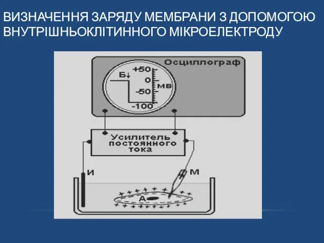 ВИЗНАЧЕННЯ ЗАРЯДУ МЕМБРАНИ З ДОПОМОГОЮ ВНУТРІШНЬОКЛІТИННОГО МІКРОЕЛЕКТРОДУ