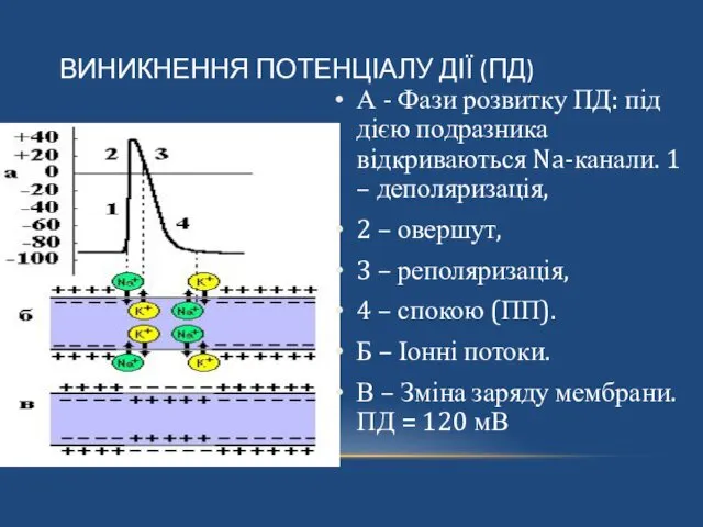 ВИНИКНЕННЯ ПОТЕНЦІАЛУ ДІЇ (ПД) А - Фази розвитку ПД: під дією