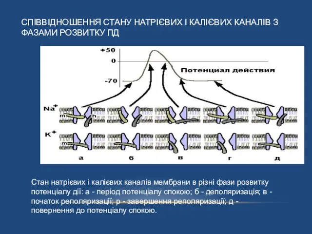 СПІВВІДНОШЕННЯ СТАНУ НАТРІЄВИХ І КАЛІЄВИХ КАНАЛІВ З ФАЗАМИ РОЗВИТКУ ПД Стан