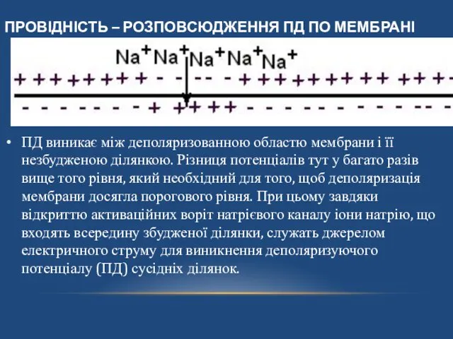 ПРОВІДНІСТЬ – РОЗПОВСЮДЖЕННЯ ПД ПО МЕМБРАНІ ПД виникає між деполяризованною областю