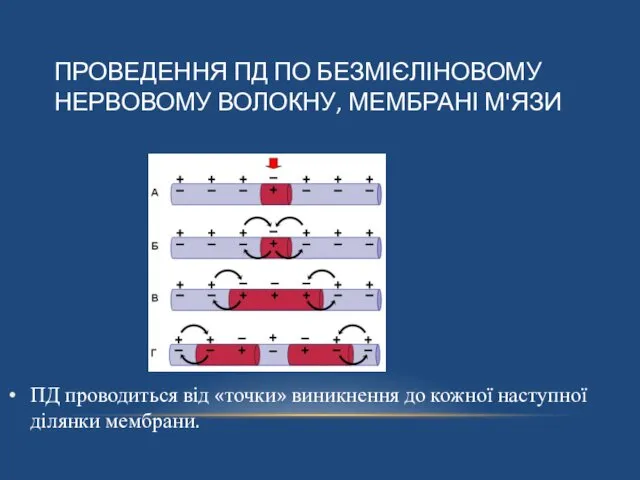 ПД проводиться від «точки» виникнення до кожної наступної ділянки мембрани. ПРОВЕДЕННЯ