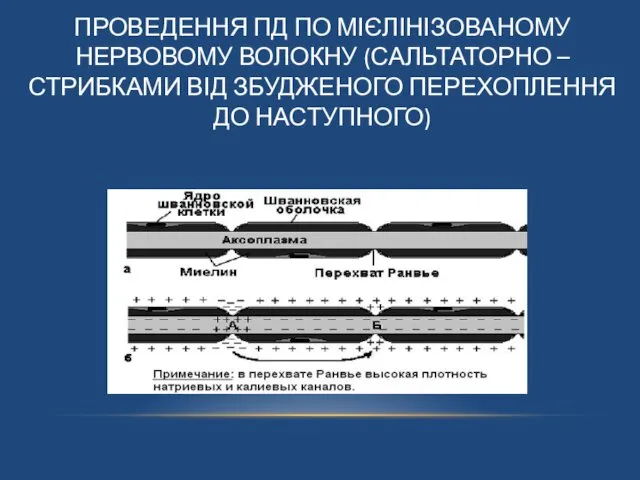 ПРОВЕДЕННЯ ПД ПО МІЄЛІНІЗОВАНОМУ НЕРВОВОМУ ВОЛОКНУ (САЛЬТАТОРНО – СТРИБКАМИ ВІД ЗБУДЖЕНОГО ПЕРЕХОПЛЕННЯ ДО НАСТУПНОГО)