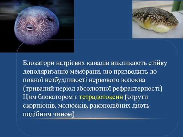 Блокатори натрієвих каналів викликають стійку деполяризацію мембрани, що призводить до повної