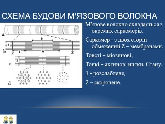 СХЕМА БУДОВИ М'ЯЗОВОГО ВОЛОКНА М'язове волокно складається з окремих саркомерів. Саркомер