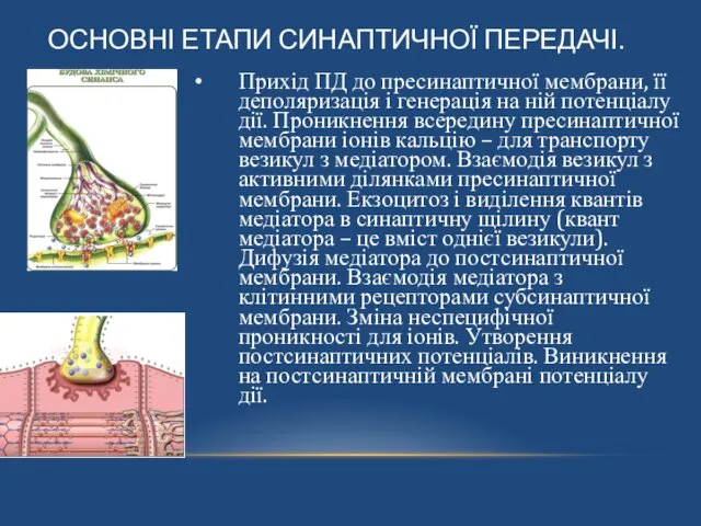 ОСНОВНІ ЕТАПИ СИНАПТИЧНОЇ ПЕРЕДАЧІ. Прихід ПД до пресинаптичної мембрани, її деполяризація