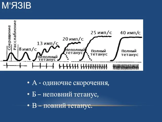 РІЗНІ РЕЖИМИ СКОРОЧЕННЯ М'ЯЗІВ А - одиночне скорочення, Б – неповний тетанус, В – повний тетанус.