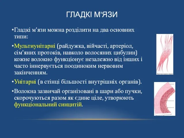 ГЛАДКІ М'ЯЗИ Гладкі м'язи можна розділити на два основних типи: Мультиунітарні