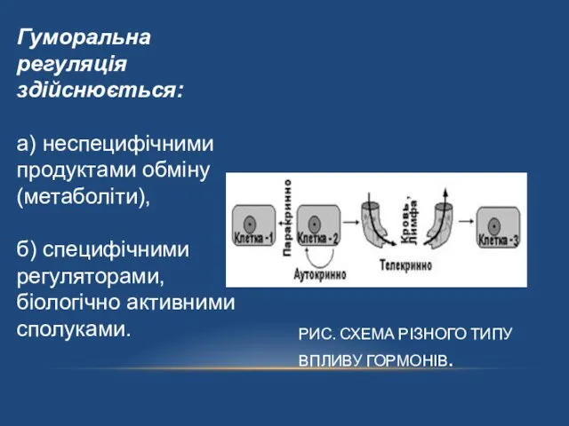 РИС. СХЕМА РІЗНОГО ТИПУ ВПЛИВУ ГОРМОНІВ. Гуморальна регуляція здійснюється: а) неспецифічними