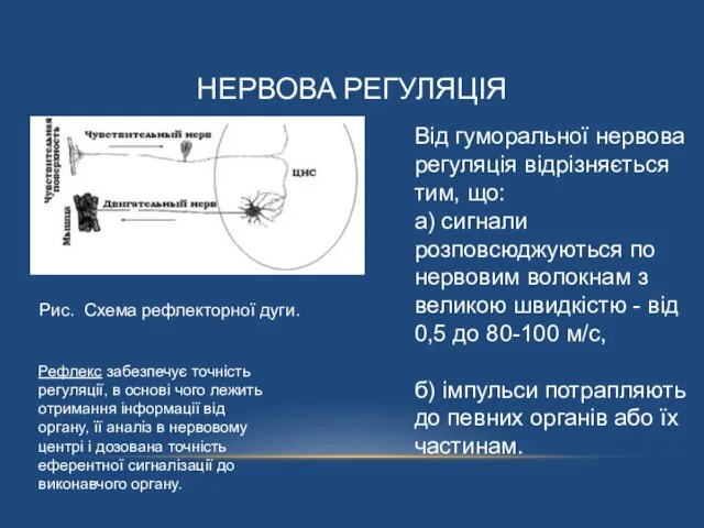 НЕРВОВА РЕГУЛЯЦІЯ Рис. Схема рефлекторної дуги. Від гуморальної нервова регуляція відрізняється