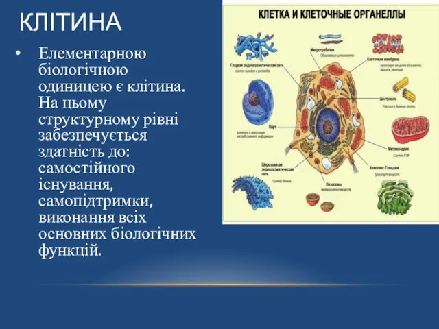 КЛІТИНА Елементарною біологічною одиницею є клітина. На цьому структурному рівні забезпечується