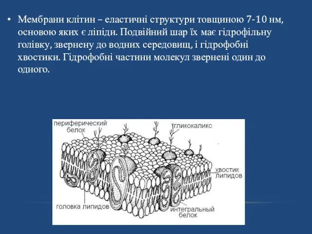 Мембрани клітин – еластичні структури товщиною 7-10 нм, основою яких є