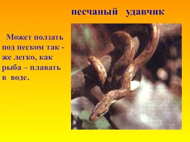 Может ползать под песком так -же легко, как рыба – плавать в воде. песчаный удавчик